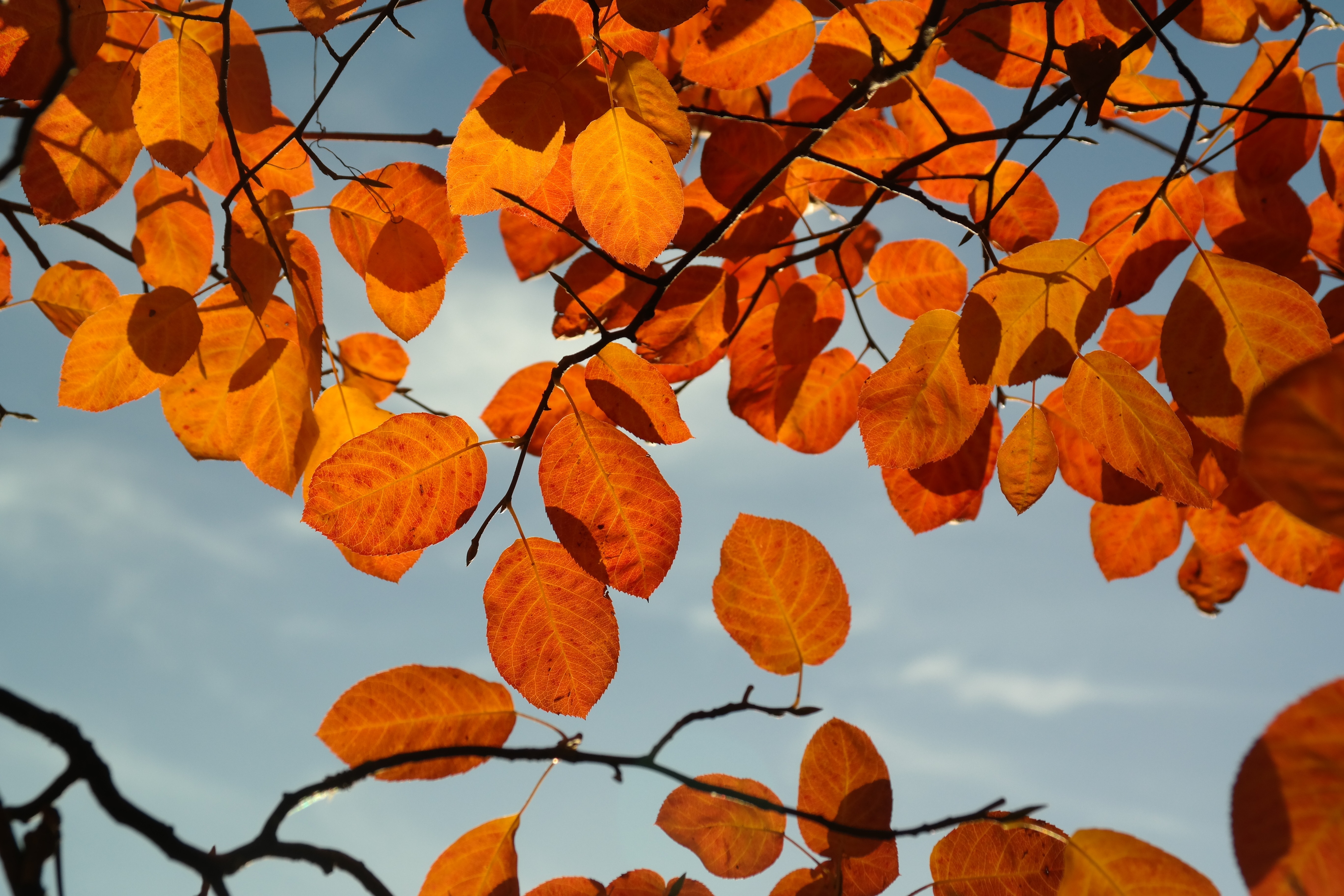 orange tree leaves