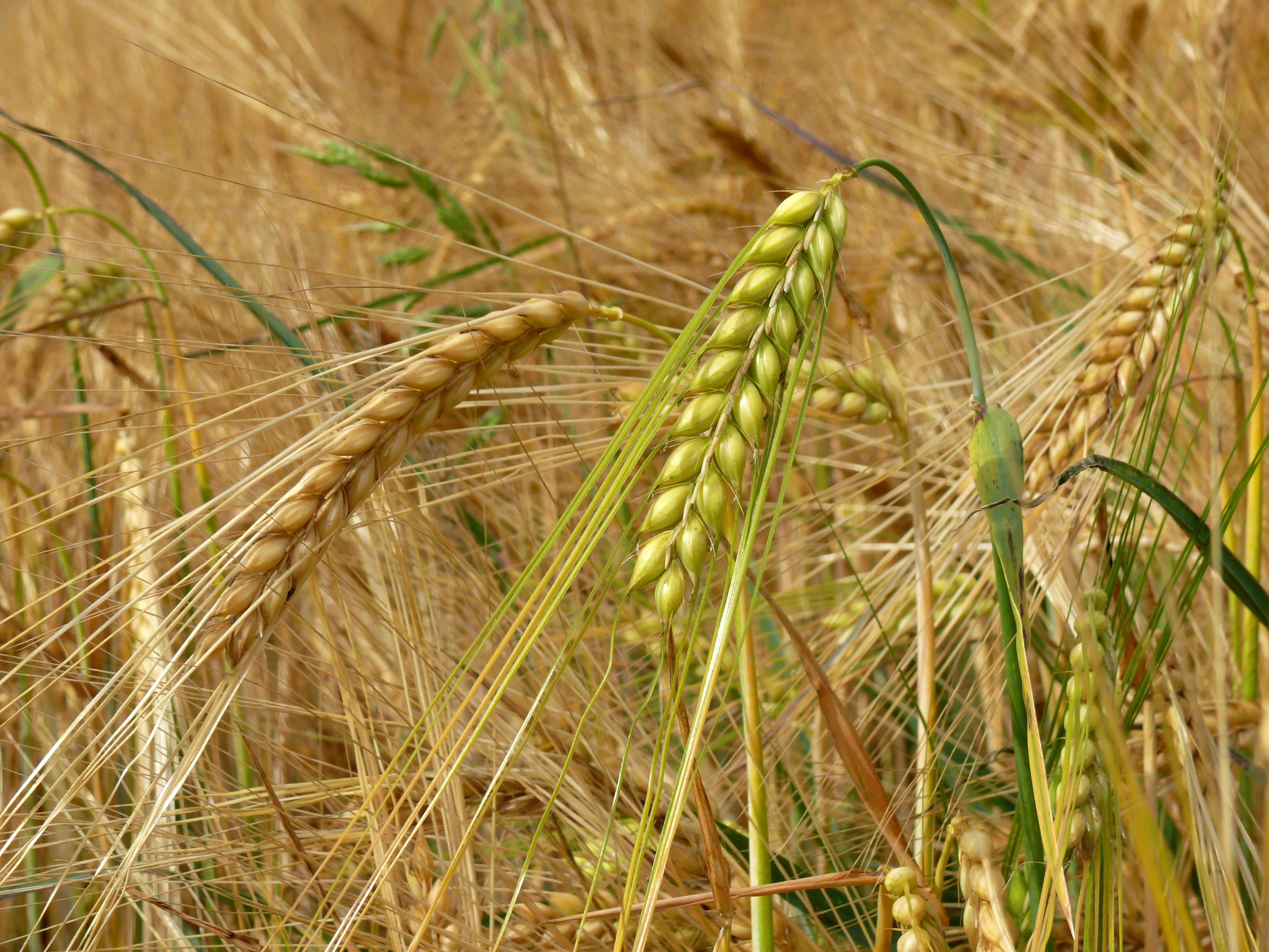 green and brown wheat