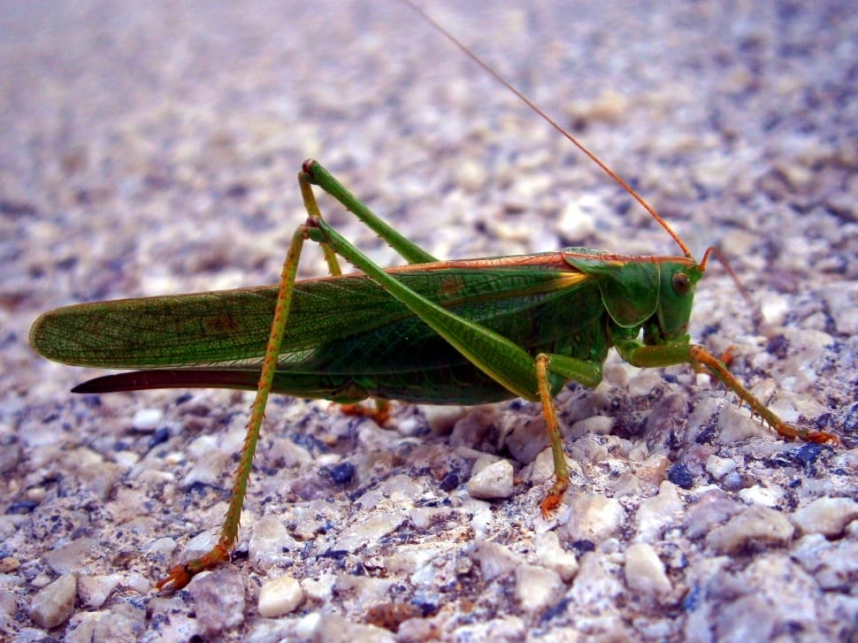 green grasshopper in closeup photography preview