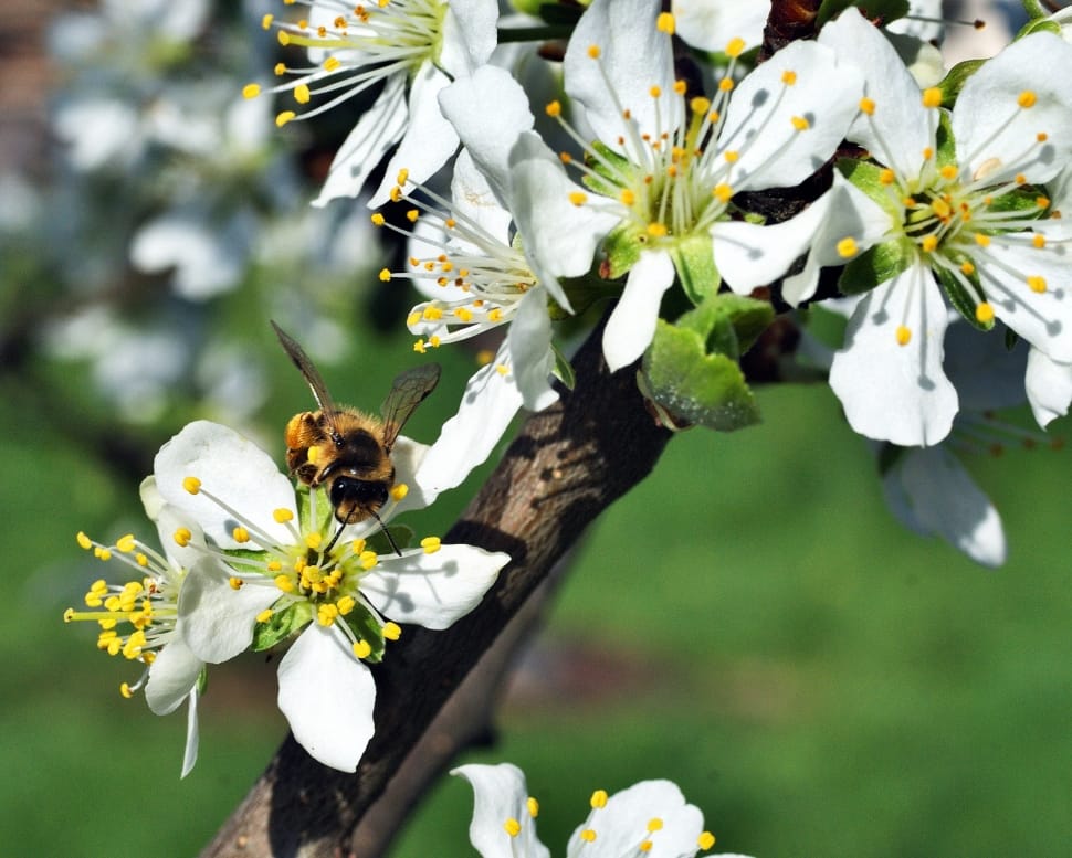 Bee, Plum, Flower, Pollination, Garden, flower, insect preview