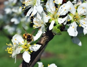 Bee, Plum, Flower, Pollination, Garden, flower, insect thumbnail