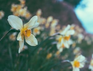 white petaled flower thumbnail