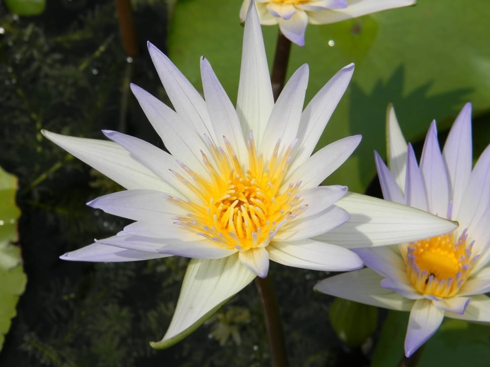 white water lily on body of water preview