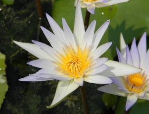 white water lily on body of water thumbnail