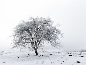 snow covered tree photo thumbnail