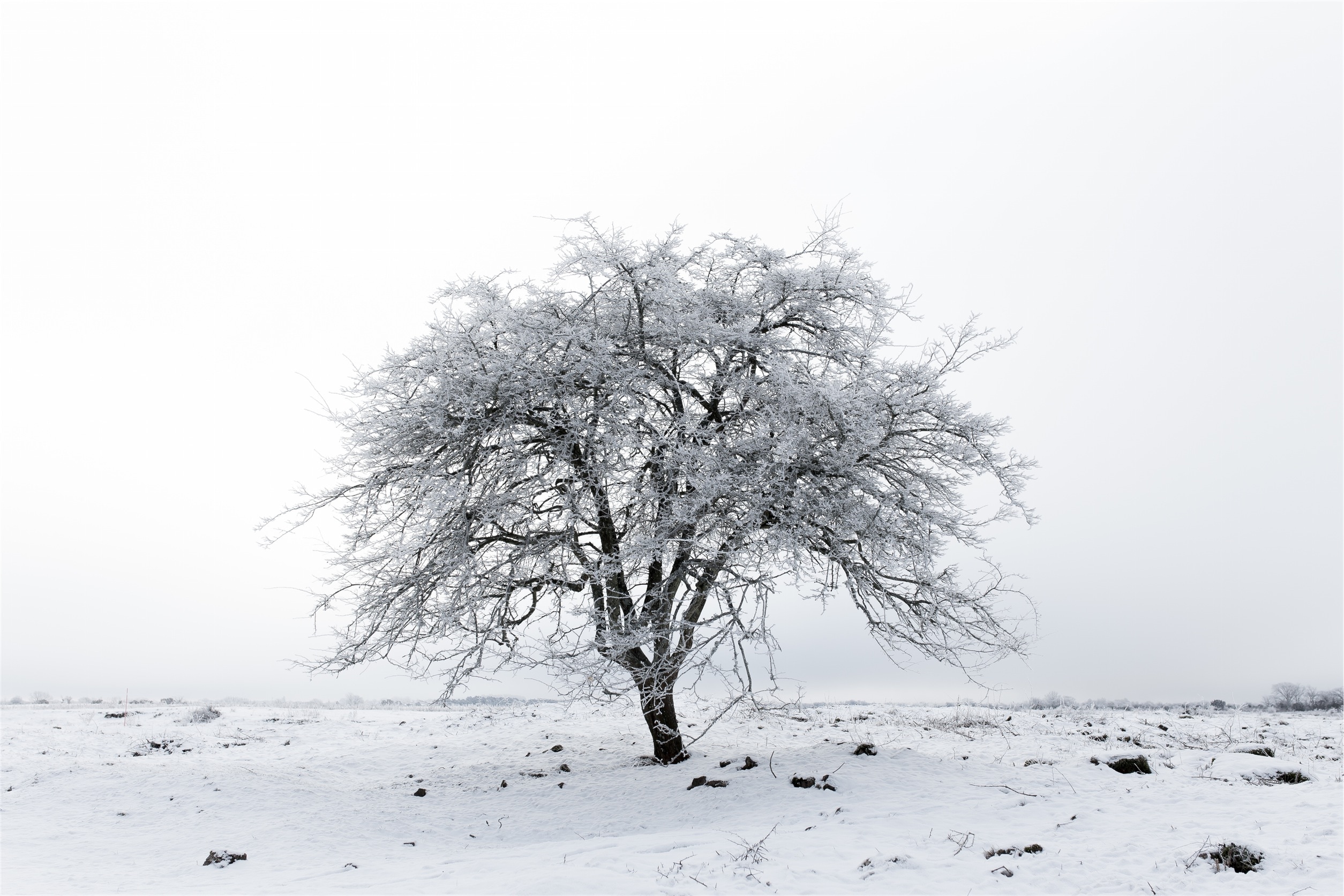 snow covered tree photo
