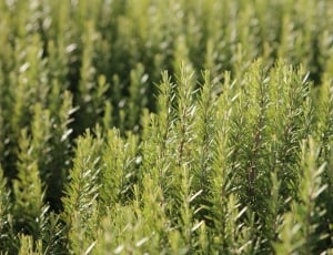 Nature, Spices, Herbs, Green, Rosemary, agriculture, growth thumbnail