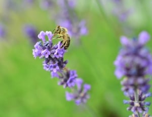 bee on purple petaled flower thumbnail