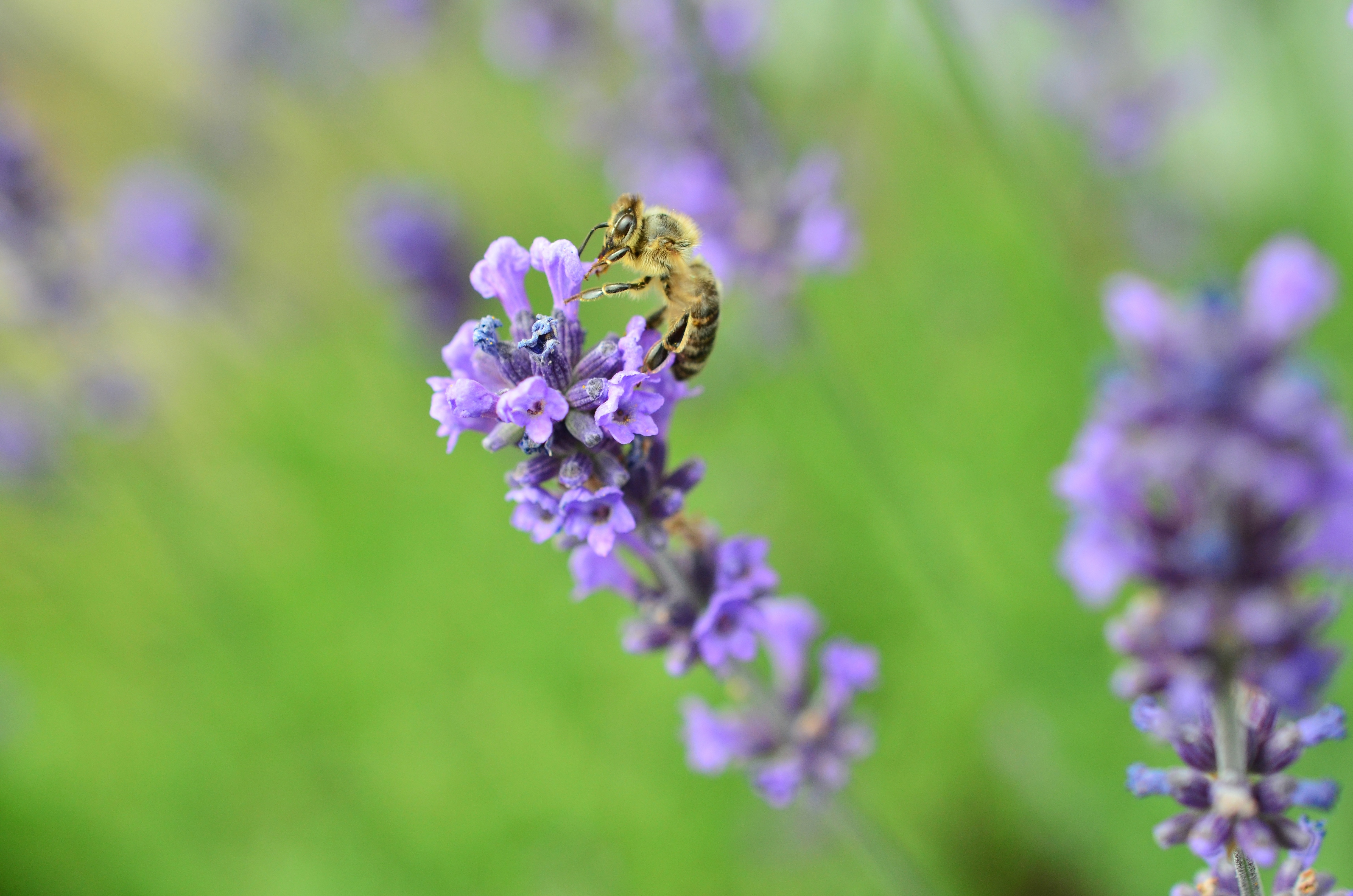 bee on purple petaled flower
