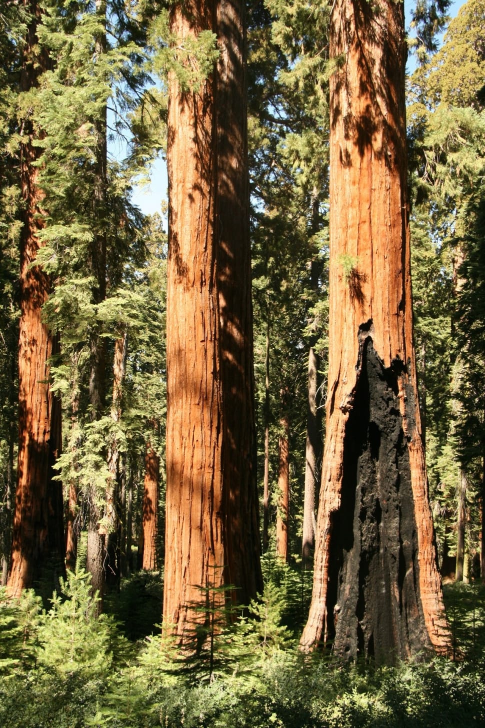 Redwood, Yosemite, Giant, Trees, tree trunk, tree preview