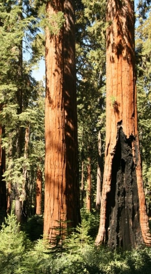 Redwood, Yosemite, Giant, Trees, tree trunk, tree thumbnail