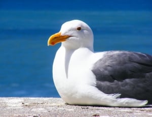 Bird, Water, Seagull, Feather, Ocean, one animal, animals in the wild thumbnail