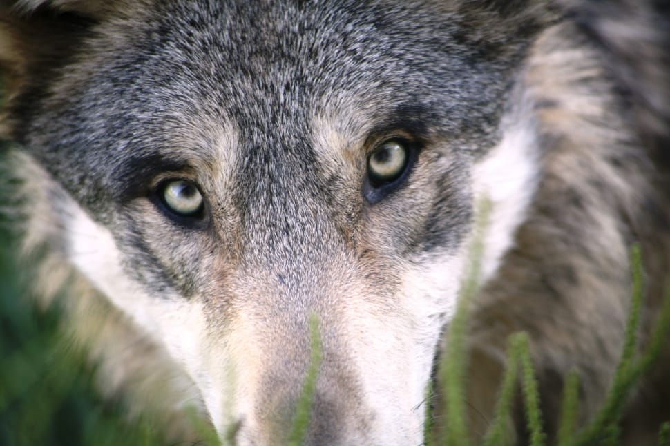close-up photography of gray and white wolf preview