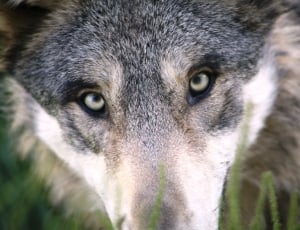 close-up photography of gray and white wolf thumbnail
