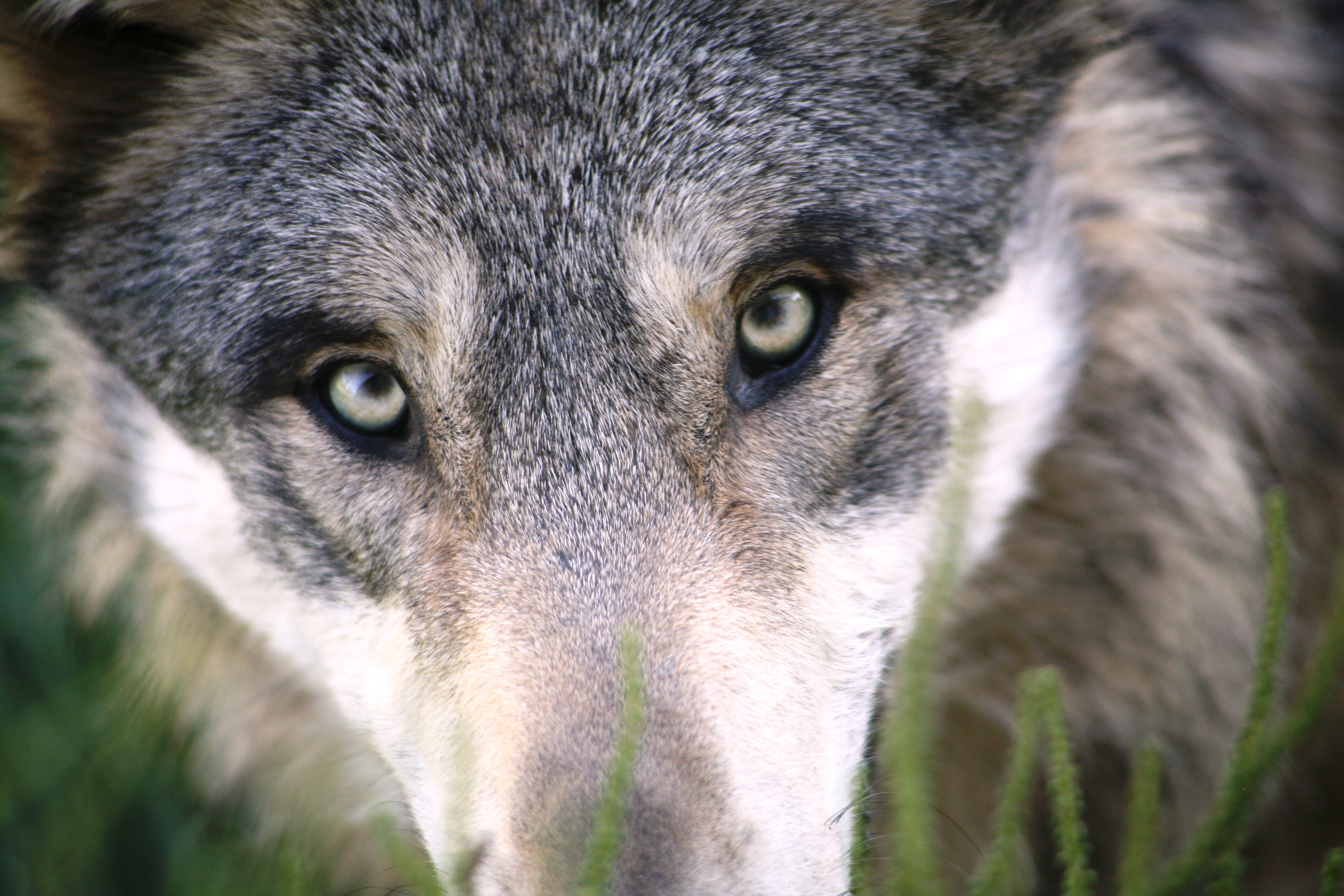close-up photography of gray and white wolf