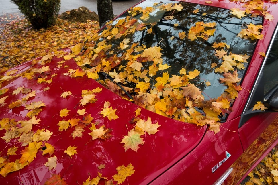 Alfa Romeo, Gulietta, Maple, Auto, Red, red, close-up preview