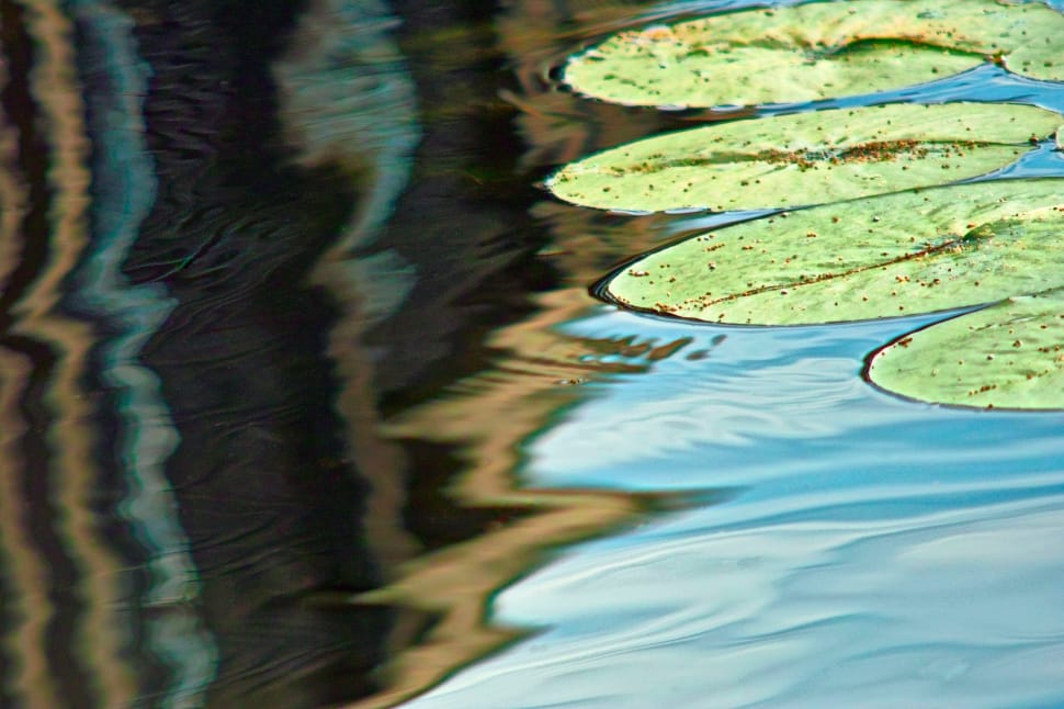 Water Lily, Lily, Pond, Seattle, Leaves, water, floating on water preview