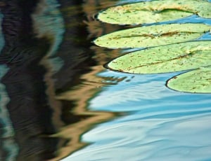 Water Lily, Lily, Pond, Seattle, Leaves, water, floating on water thumbnail
