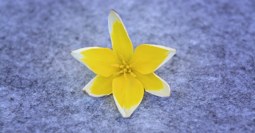 yellow 6 petaled flower preview
