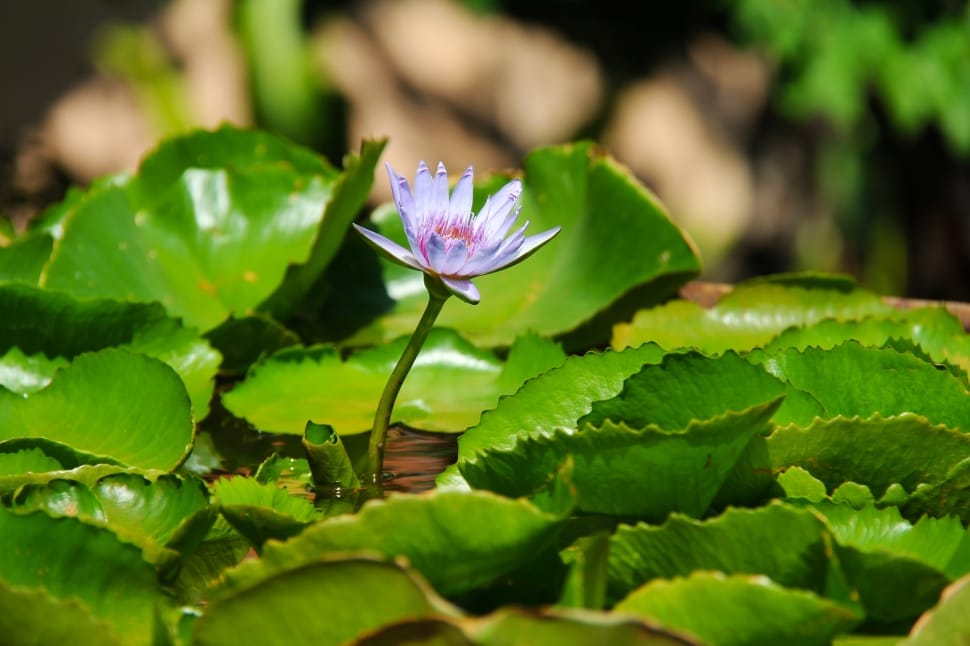 purple waterlily and green lily pads on body of water preview