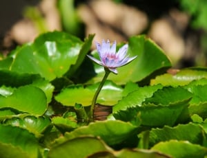 purple waterlily and green lily pads on body of water thumbnail