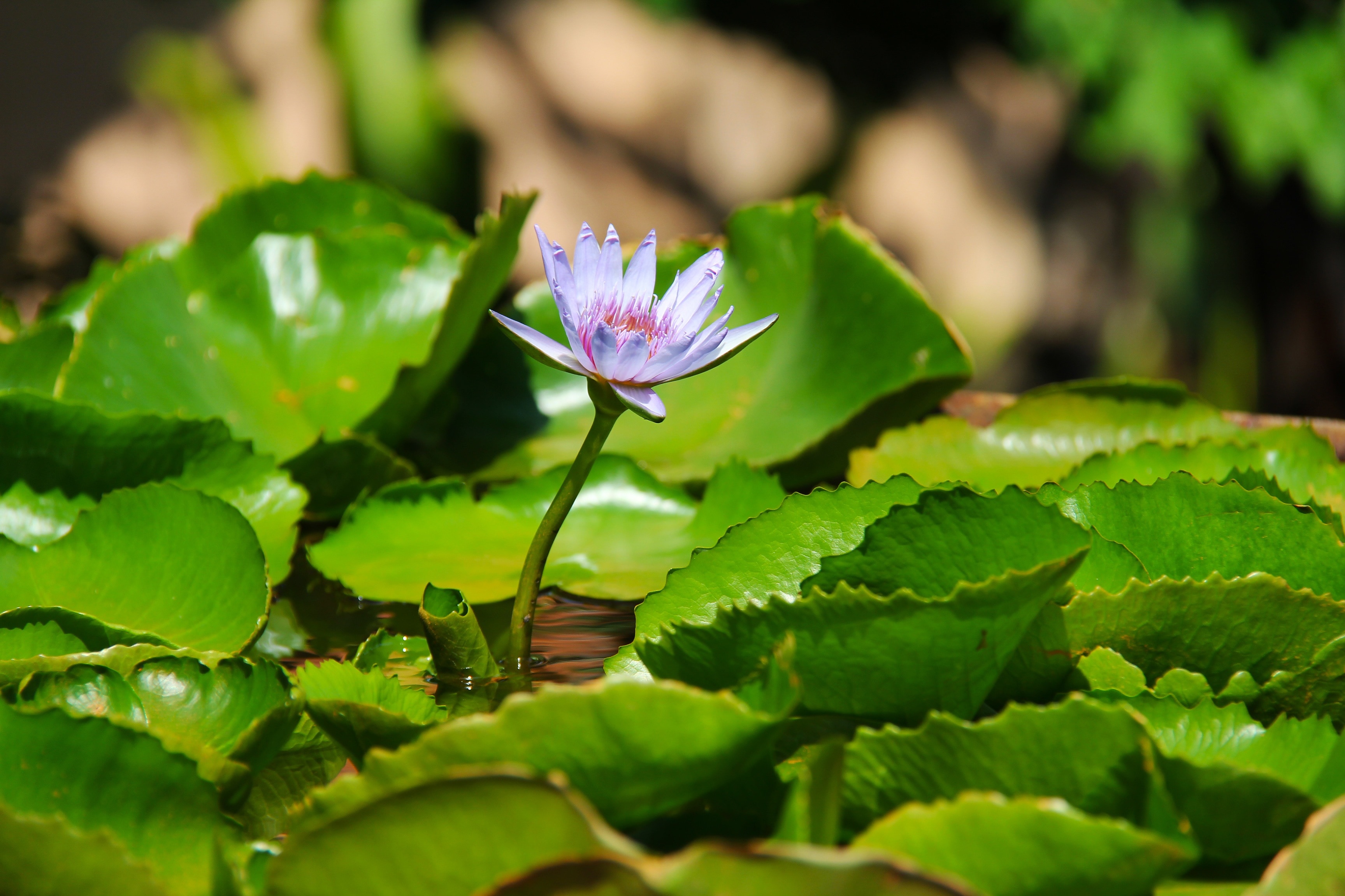 purple waterlily and green lily pads on body of water