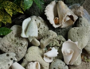 assorted seashells and pebbles thumbnail