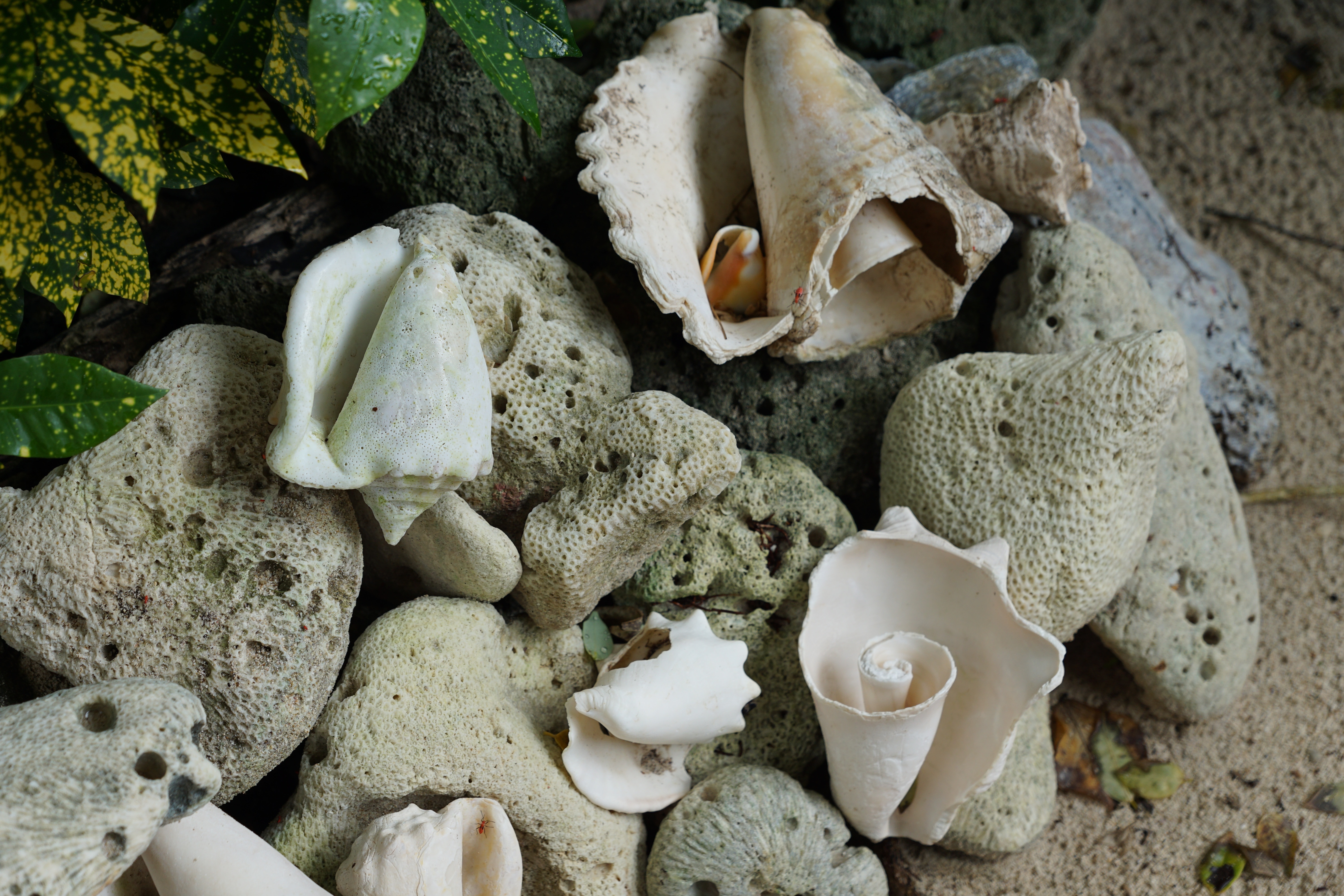 assorted seashells and pebbles