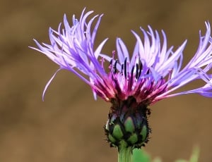 purple and green petaled flower thumbnail