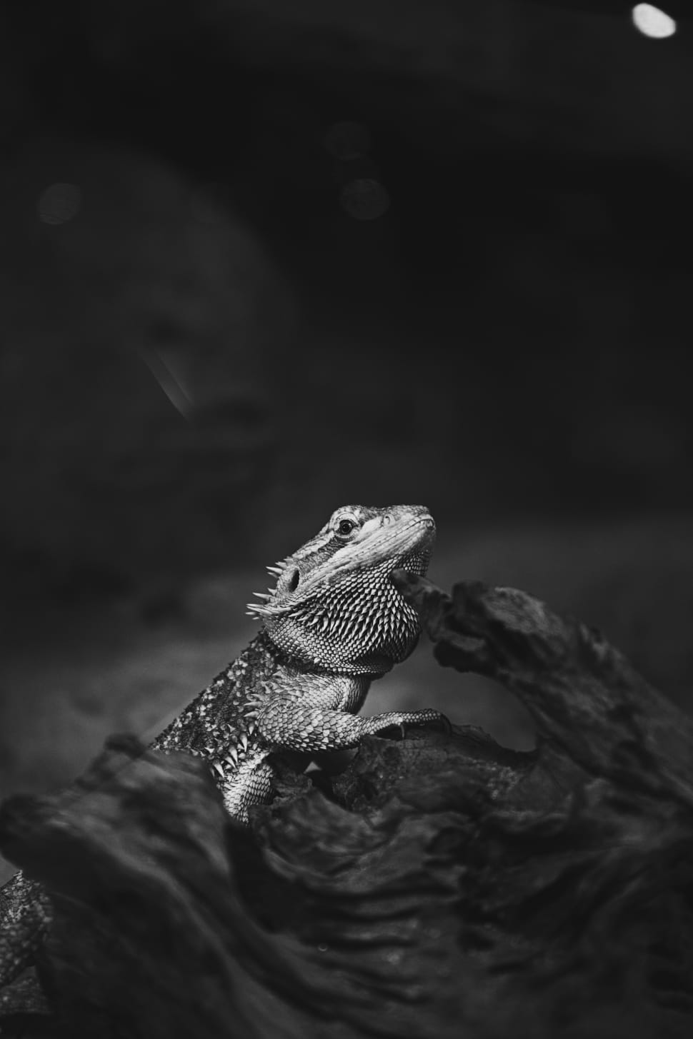 gray scaled reptile photo preview