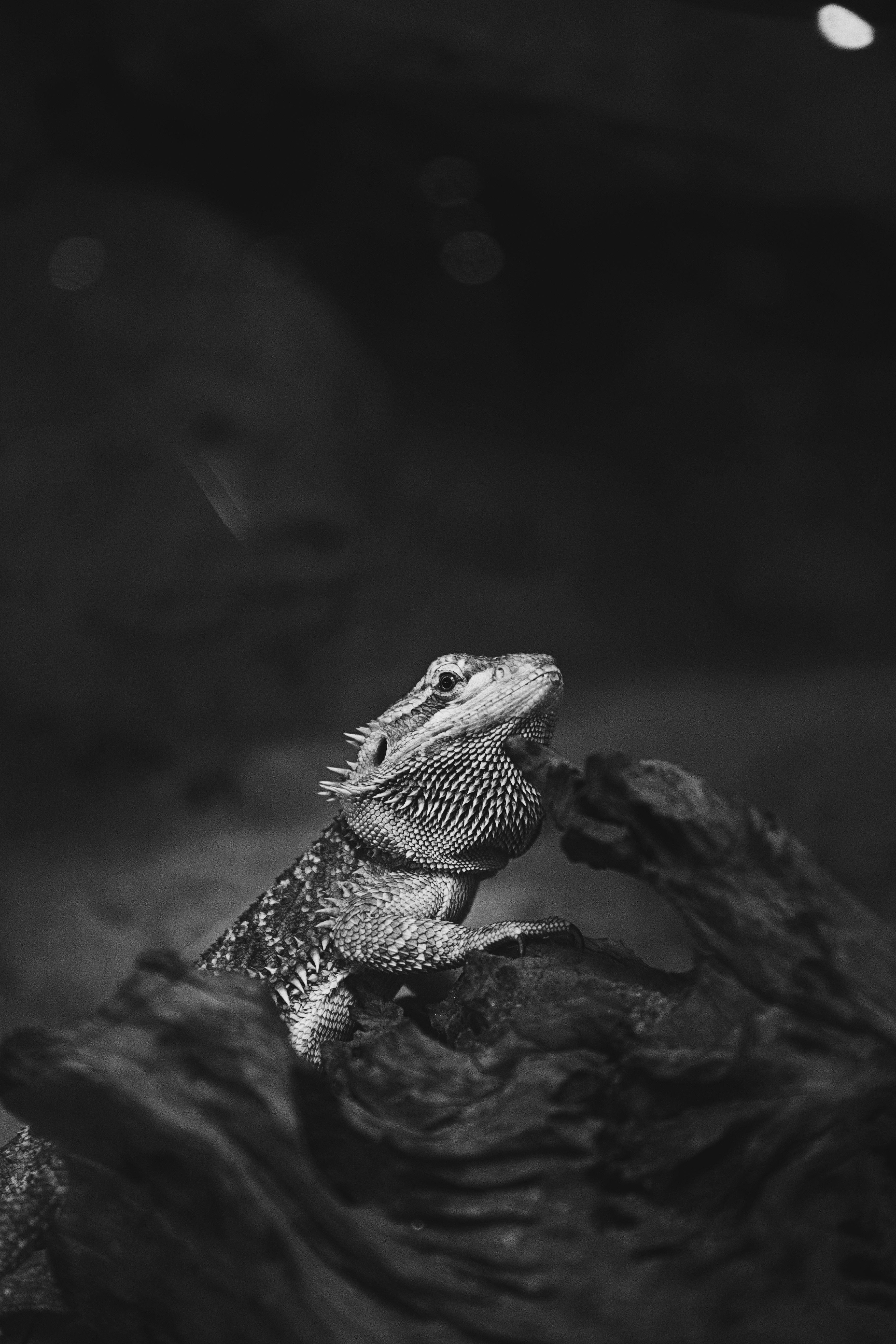 gray scaled reptile photo