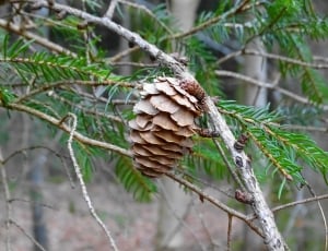 brown pine corn thumbnail