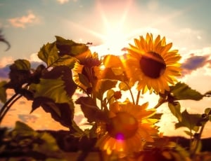 yellow sunflower during sunrise thumbnail