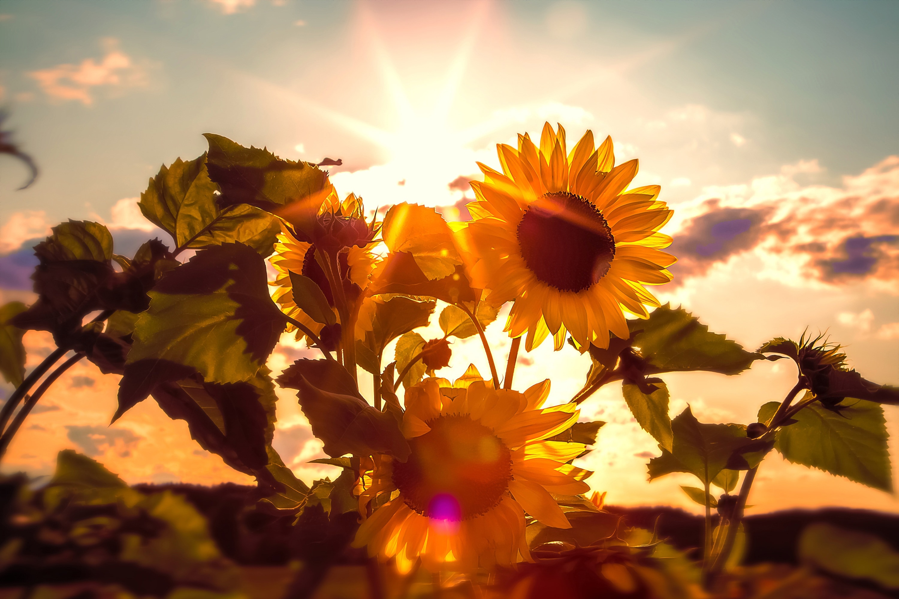 yellow sunflower during sunrise