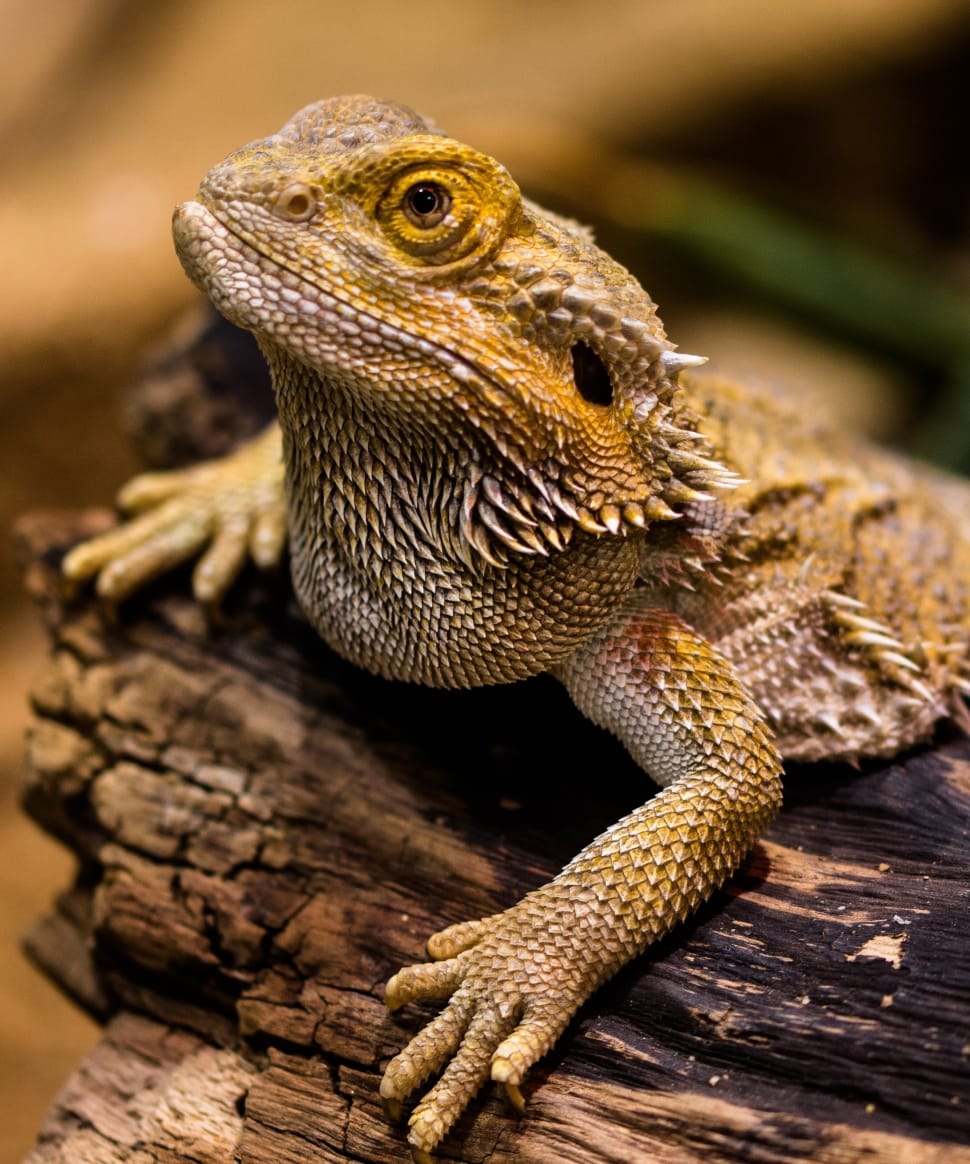 gray brown and yellow bearded dragon preview