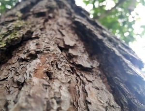 brown wood trunk at daytime thumbnail