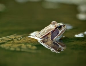 The Frog, Water, Amphibian, Nature, one animal, animals in the wild thumbnail