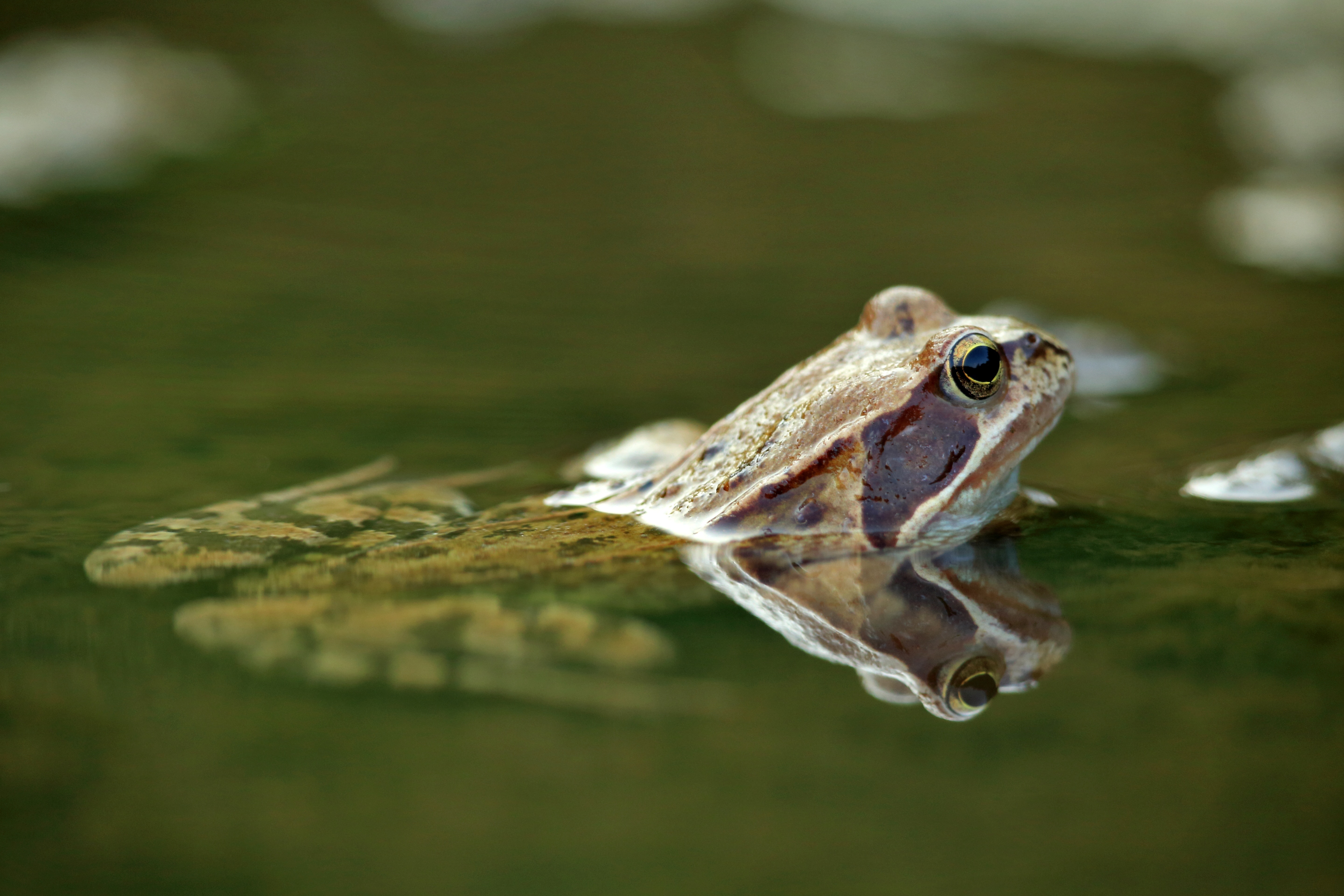 The Frog, Water, Amphibian, Nature, one animal, animals in the wild
