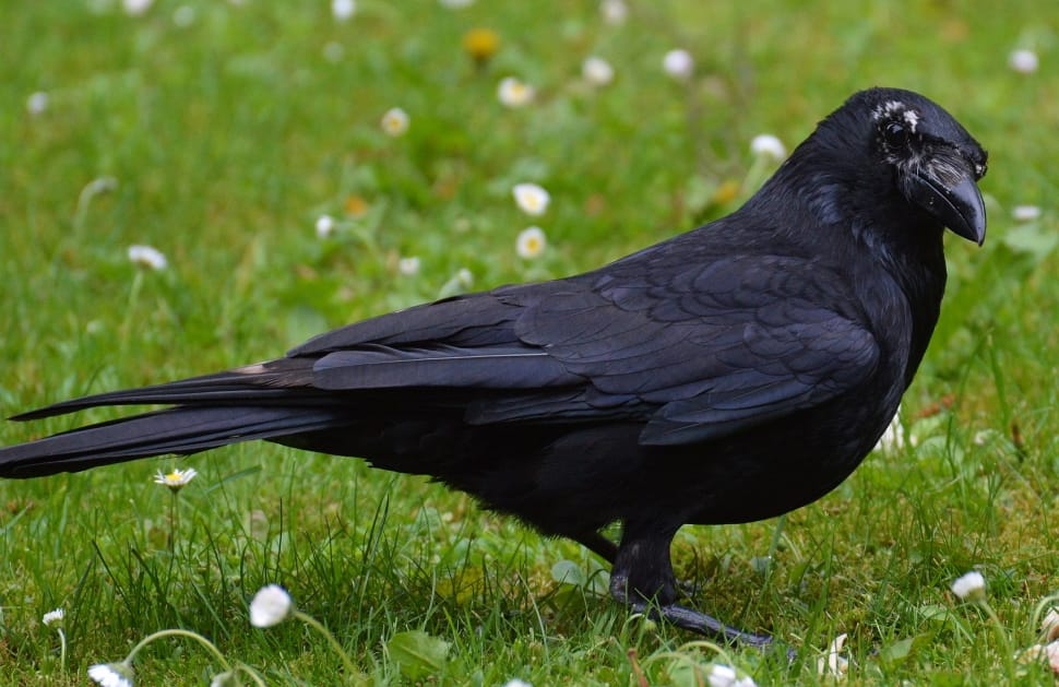 Crow, Raven Bird, Raven, Black, Bill, one animal, bird preview
