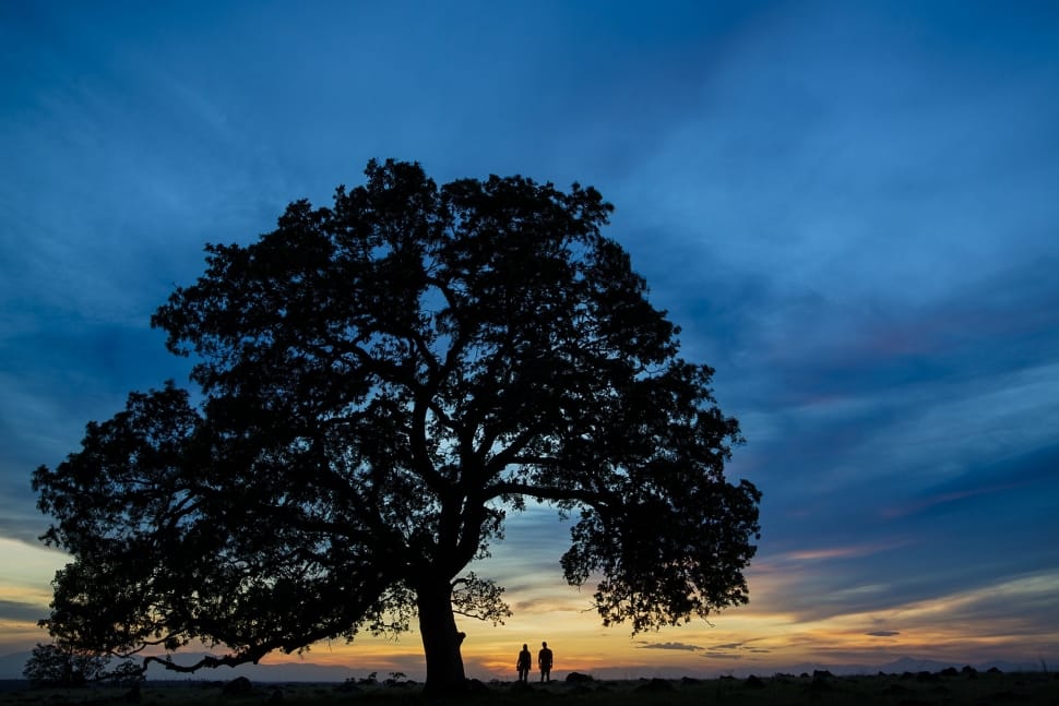 silhouette of tree and 2 person photo preview