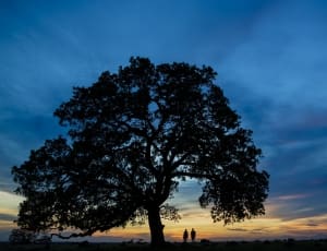 silhouette of tree and 2 person photo thumbnail