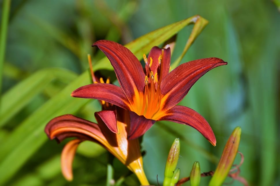 orange and red lilies preview