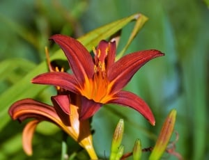 orange and red lilies thumbnail