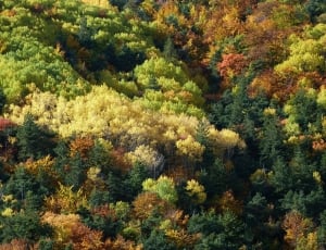 yellow green and brown leaf trees thumbnail
