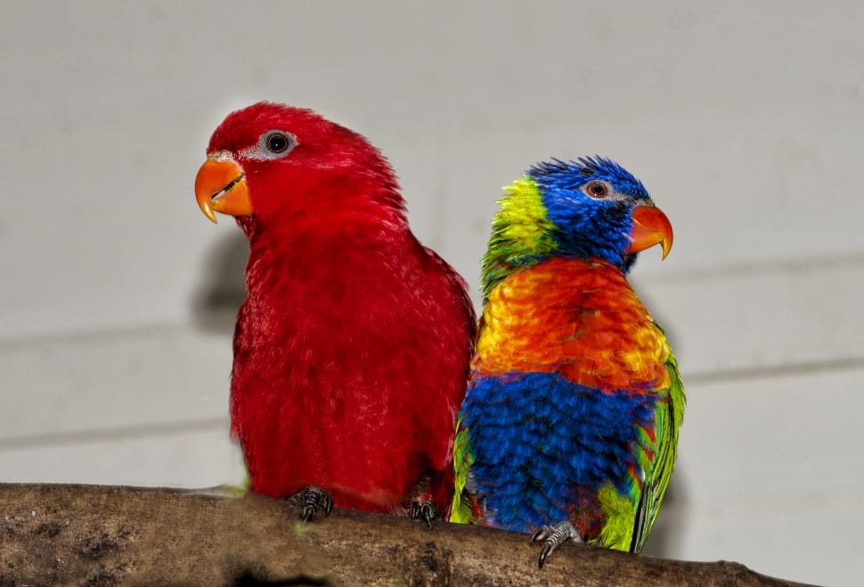 red and saving and orange parrot in brown wooden tree branch preview