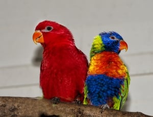 red and saving and orange parrot in brown wooden tree branch thumbnail