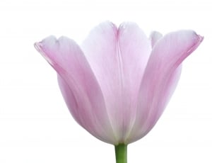 Tender, Plant, Flower, Tulip, Pink, flower, pink color thumbnail