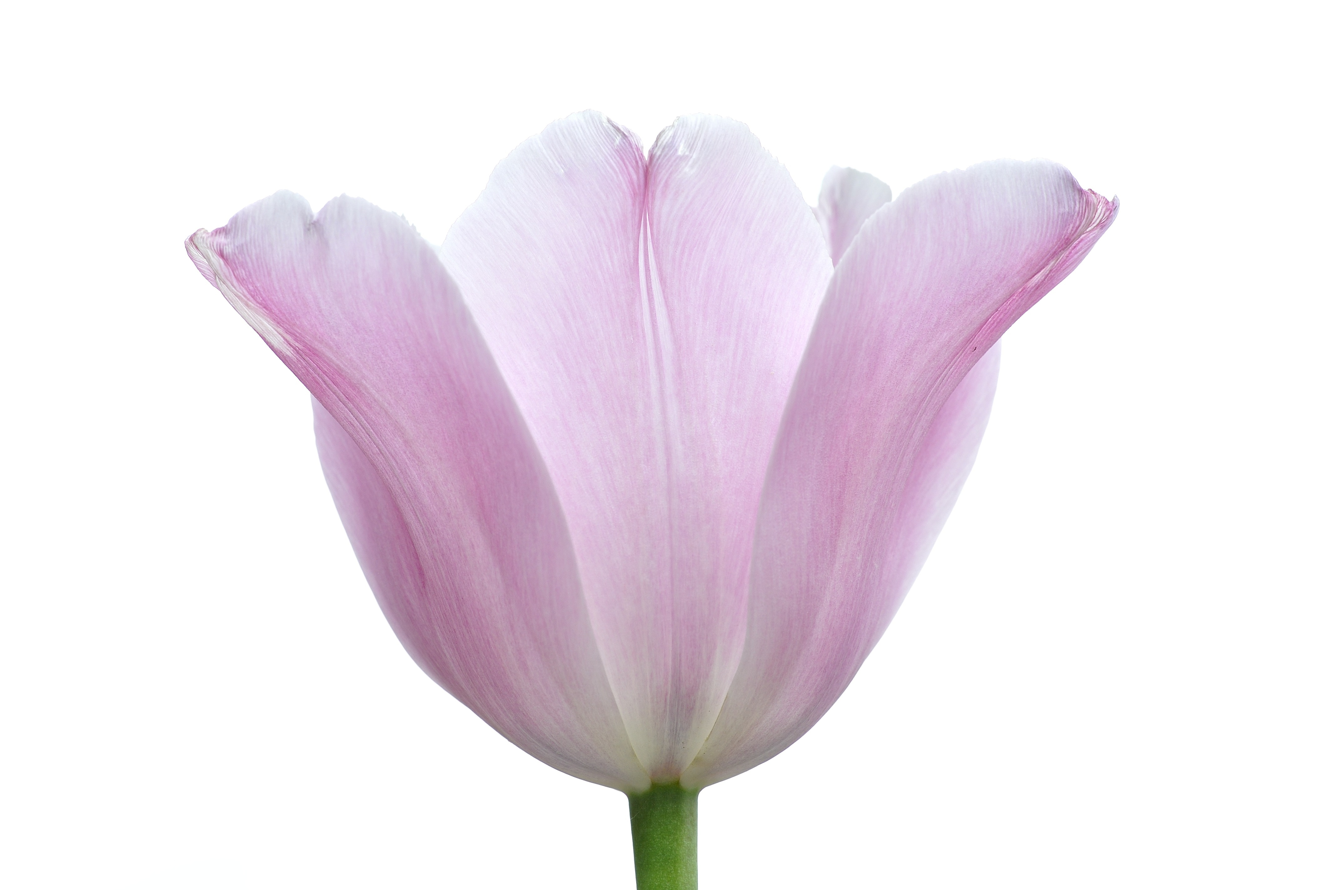Tender, Plant, Flower, Tulip, Pink, flower, pink color