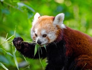 red panda thumbnail