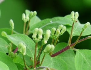 Lonicera Xylosteum, Honeysuckle, Bush, leaf, green color thumbnail